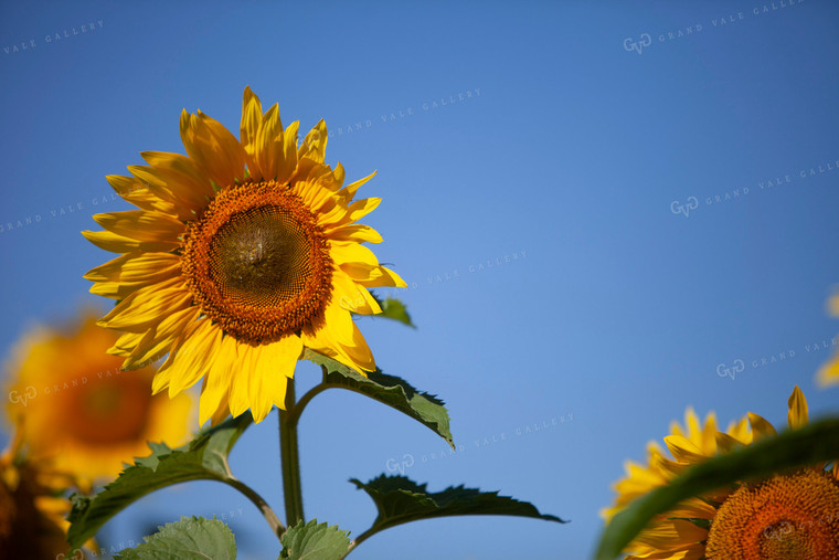 Sunflowers 2076