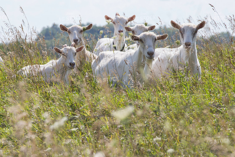 Goats on Pasture 145000