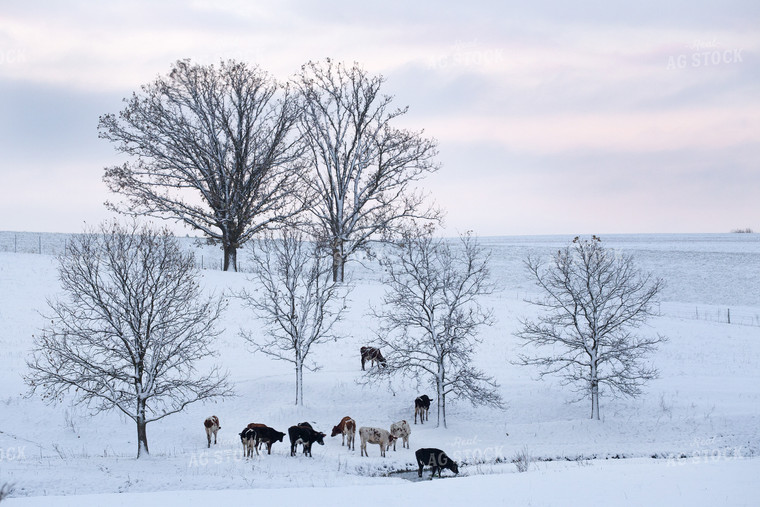 Cattle on Pasture 145002