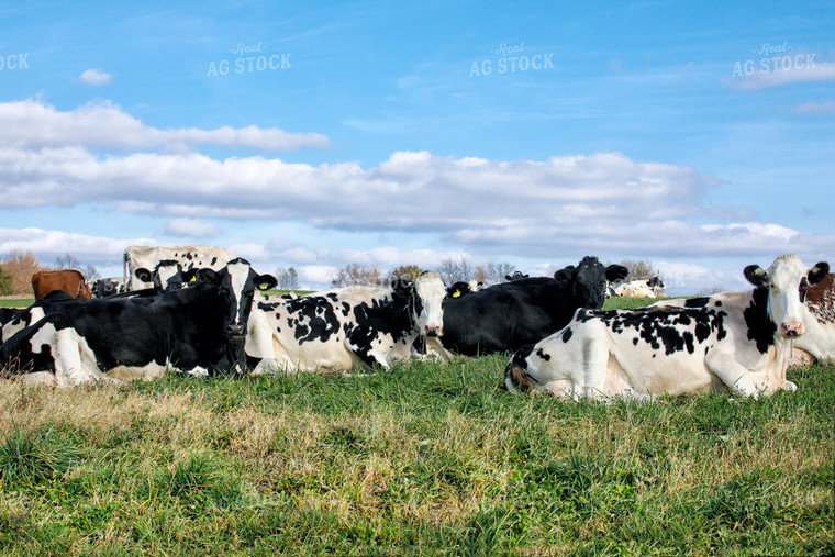 Cattle on Pasture 145003