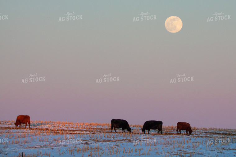 Cattle on Pasture 145004