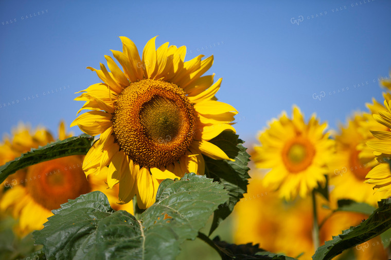 Sunflowers 2077
