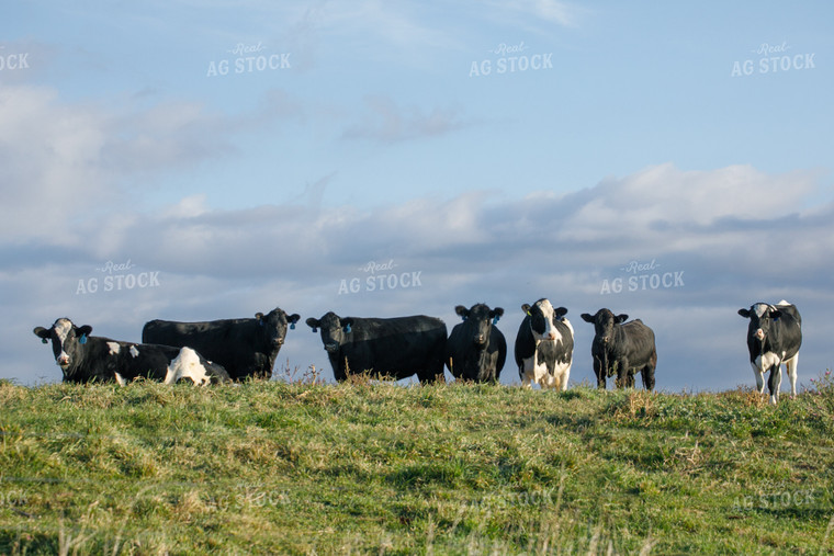 Cattle on Pasture 145008