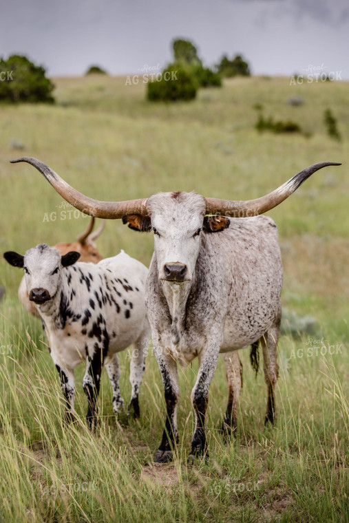 Longhorn Cattle on Pasture 81142
