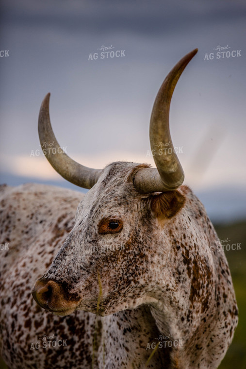Longhorn Cattle on Pasture 81146