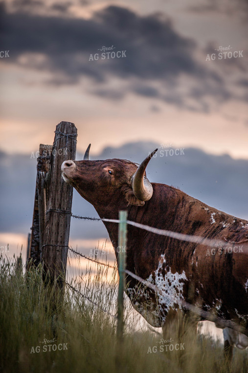 Longhorn Cattle on Pasture 81152