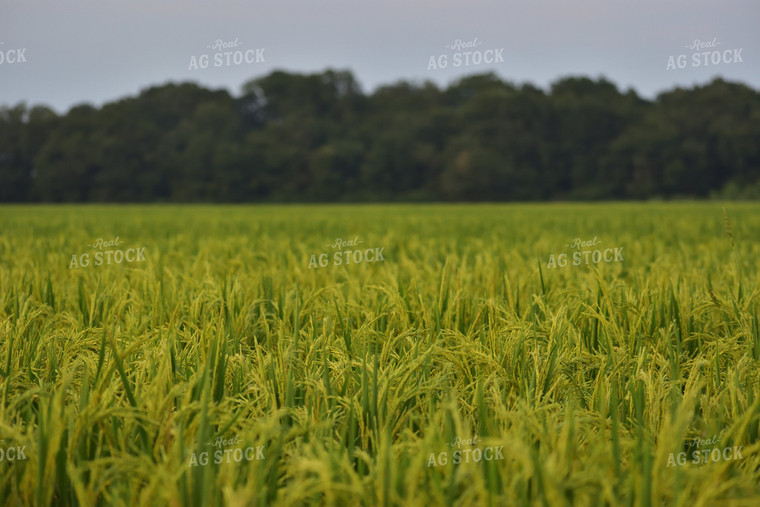 Rice Field 144005