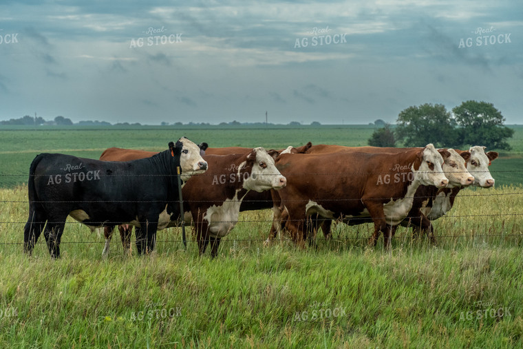 Hereford Cattle on Pasture 65058