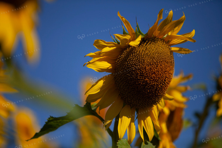 Sunflowers 2080