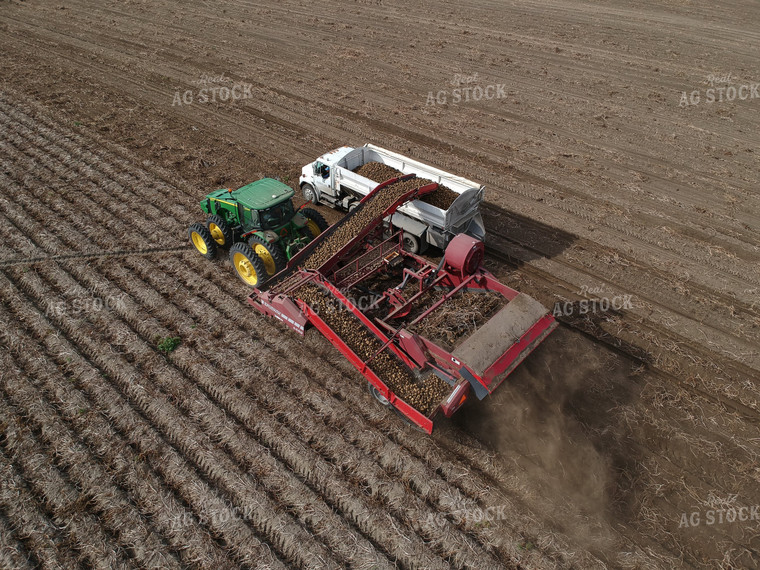 Potato Harvest 146007