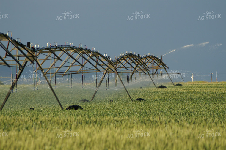 Irrigation Line Running 146019