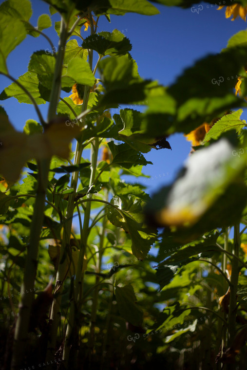 Sunflowers 2085