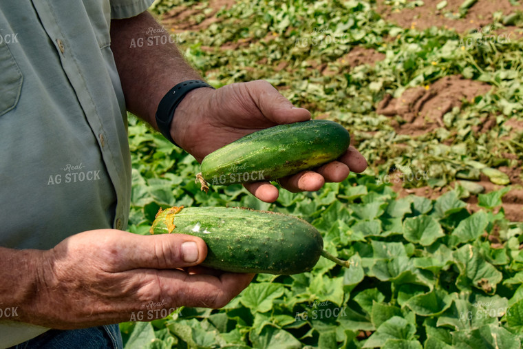 Farmer Holding Cucumbers 84155