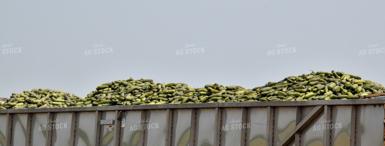 Cucumber Harvest 84158