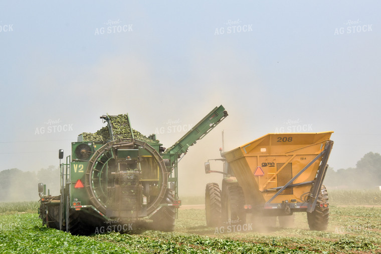 Cucumber Harvest 84164