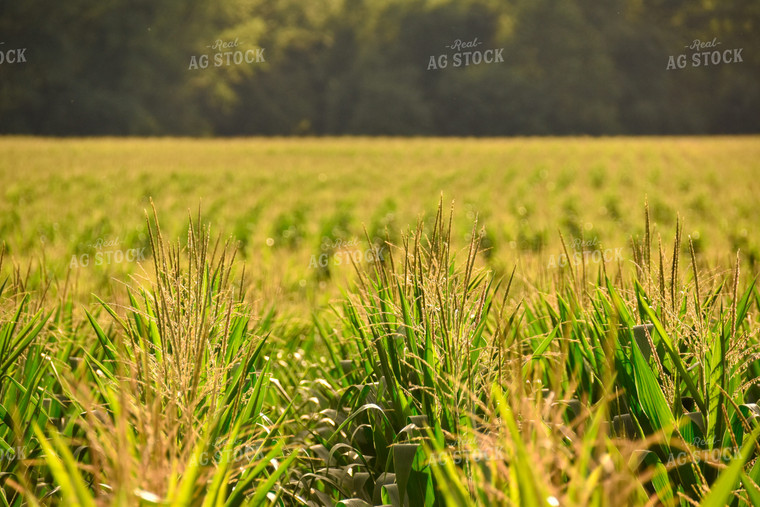 Corn Field 84178