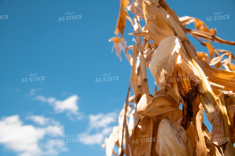Dried Corn 25939