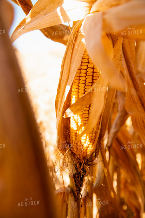 Dried Corn 25942
