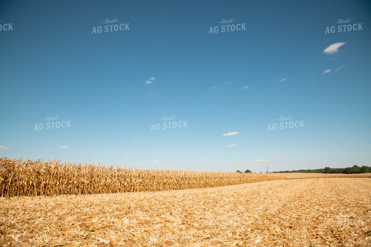 Corn Field 25954