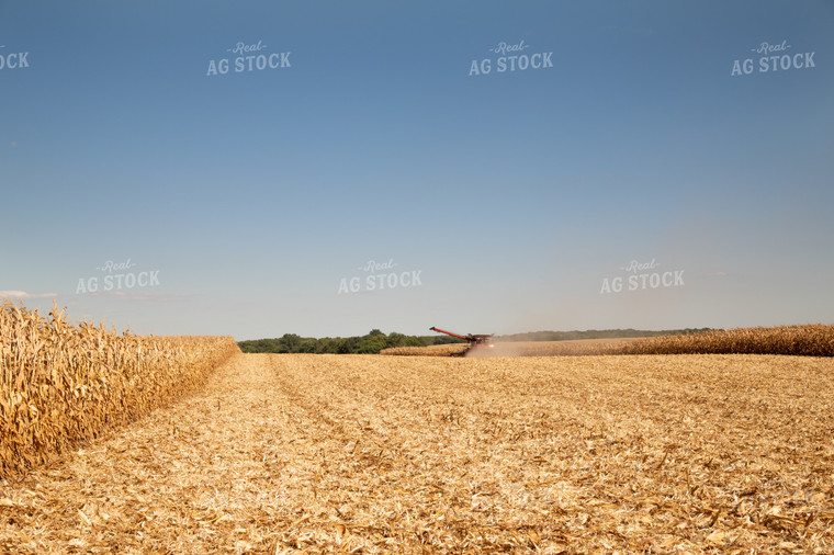 Corn Harvest 25958