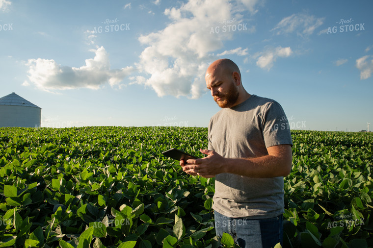 Farmer on iPad in Soybean Field 25965