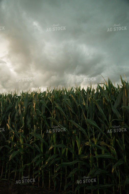 Corn Field 25974