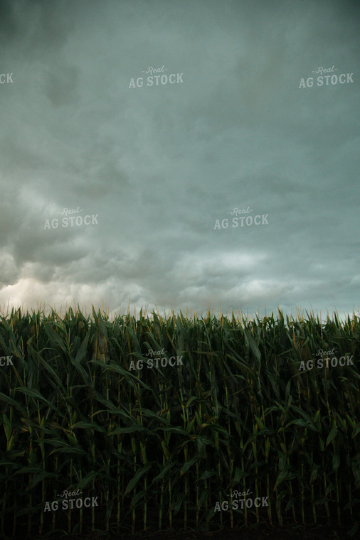 Corn Field 25976