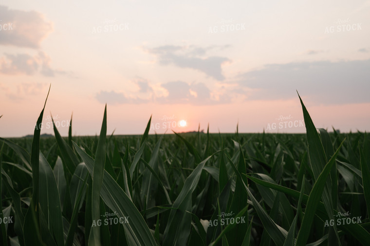 Corn Field 25980
