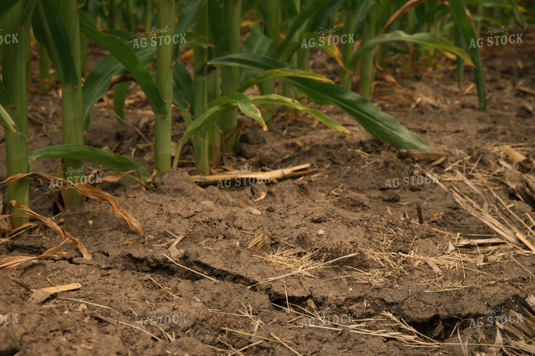 Dry Soil in Corn Field 25983