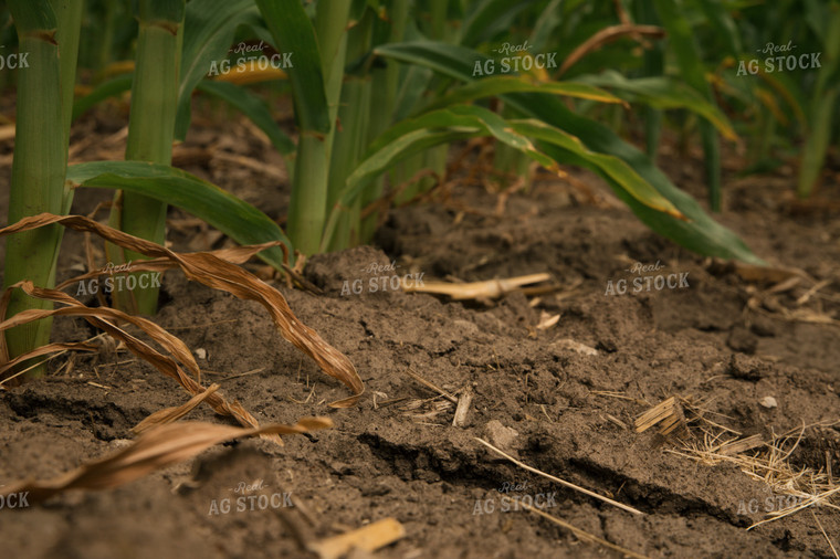 Dry Soil in Corn Field 25984