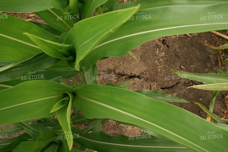 Dry Soil in Corn Field 25985