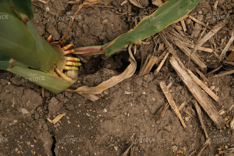 Dry Soil in Corn Field 25986