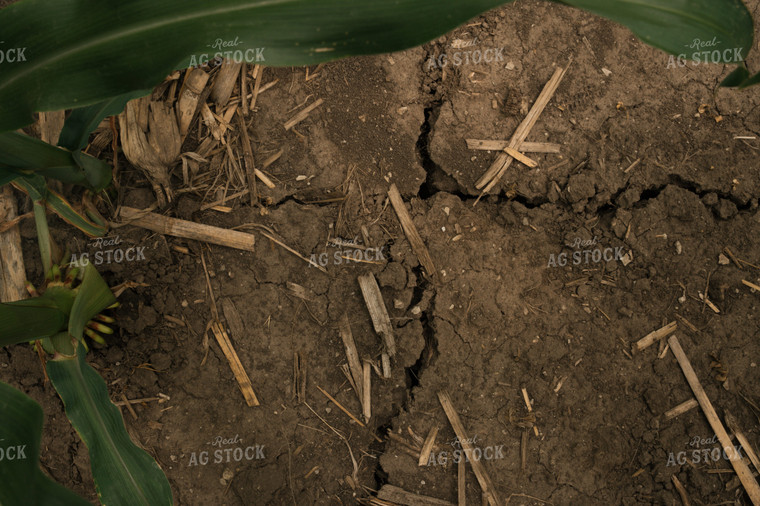 Dry Soil in Corn Field 25987