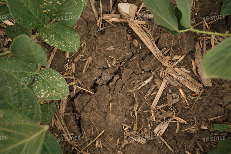 Dry Soil in Soybean Field 25990