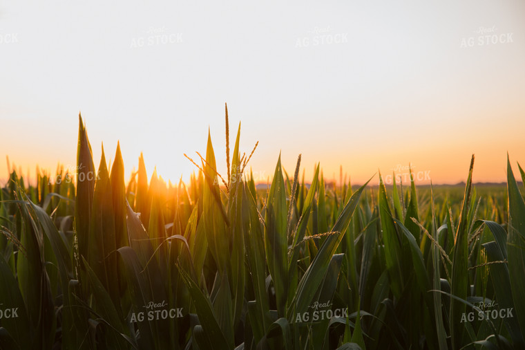 Corn Field 25993