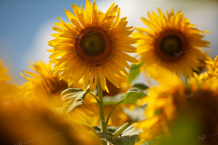 Sunflowers 2095
