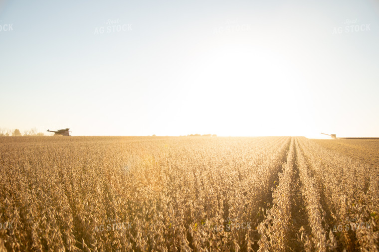 Soybean Harvest 26000