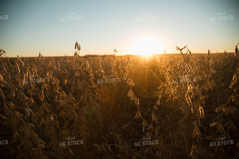 Soybean Field 26006