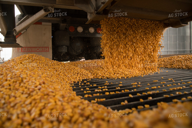 Corn Dumping into Grain Pit 26016