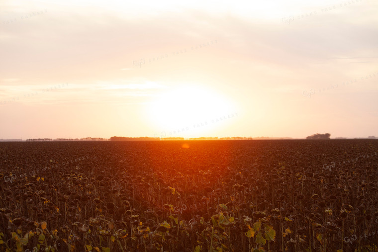 Sunflowers 2098