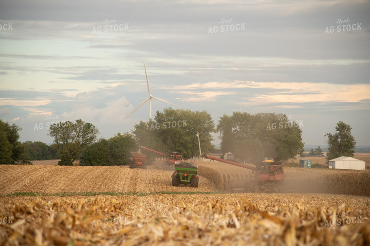 Corn Harvest 26030