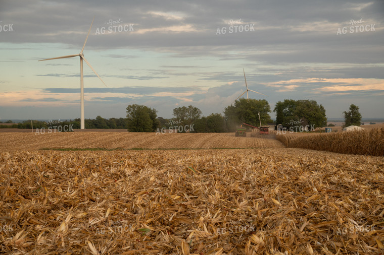 Corn Harvest 26031