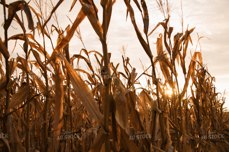 Corn Field 26037