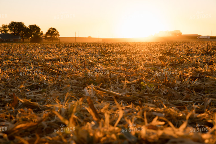 Corn Harvest 26046