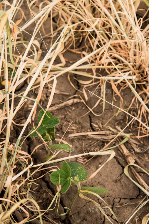 Soybeans Growing in Cover Crop 67344