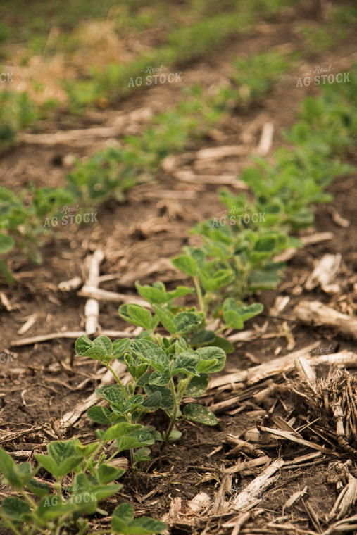 Soybean Field 67348