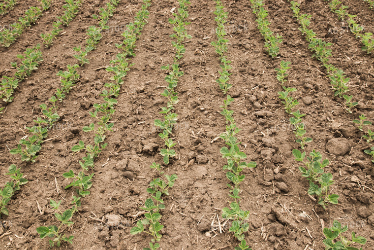 Soybean Field 67353