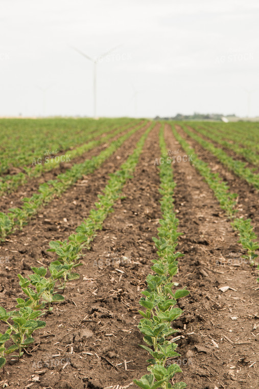 Soybean Field 67355