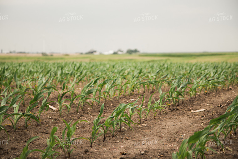 Corn Field 67357