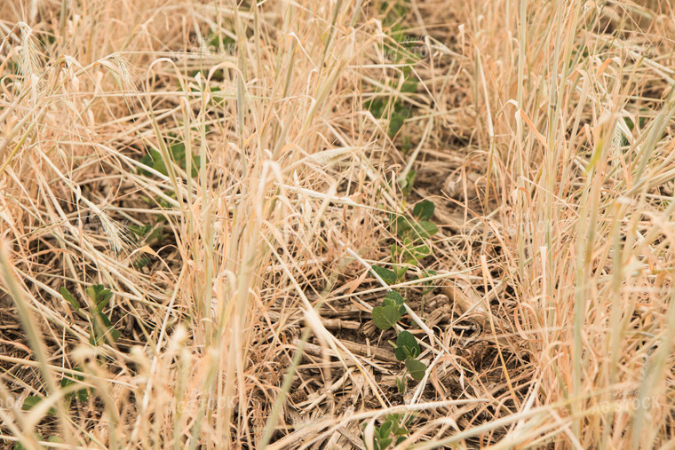 Soybeans Growing in Cover Crop 67360